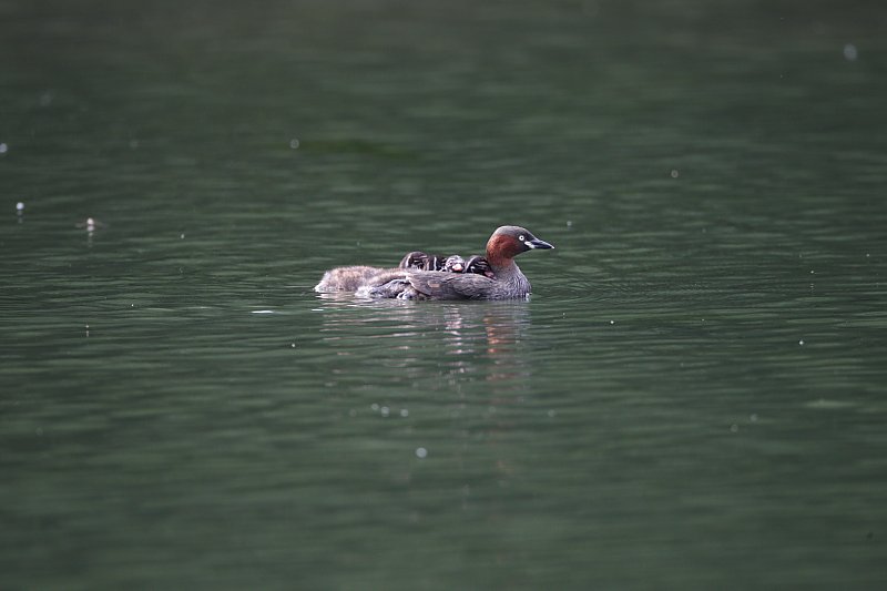 ��̕���