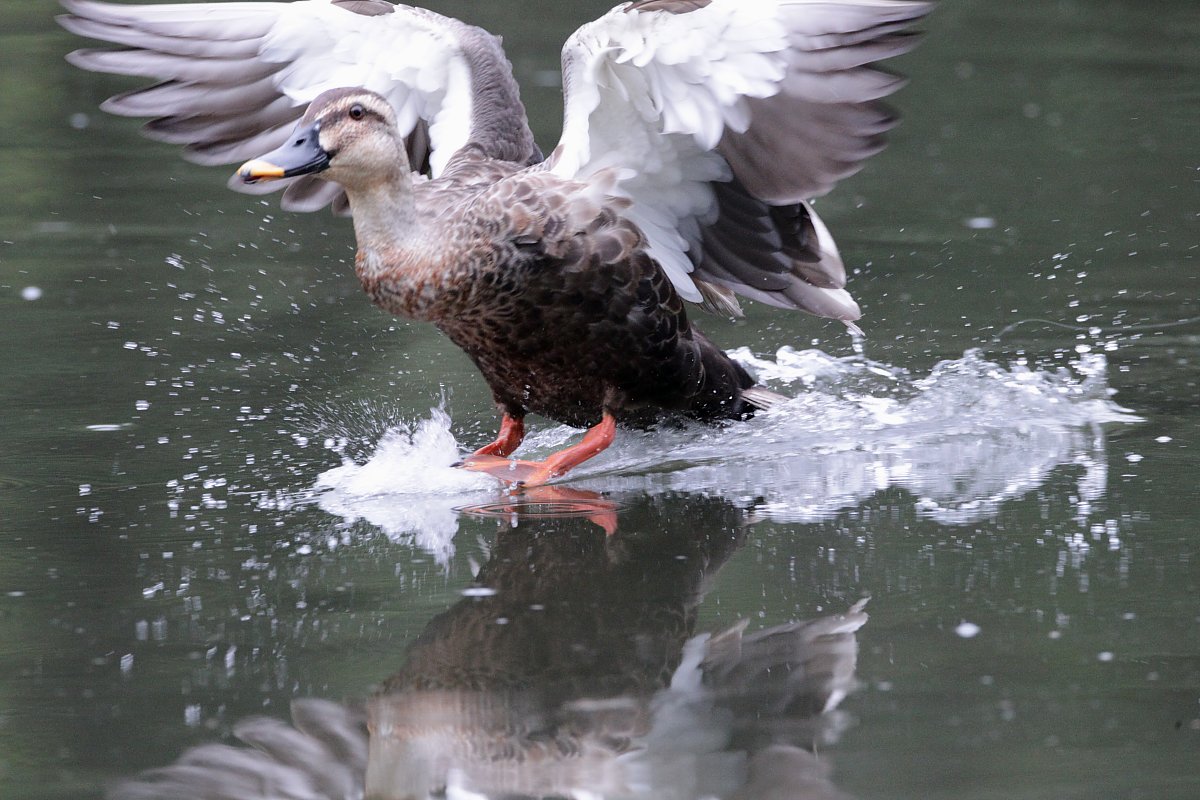 ��̕���