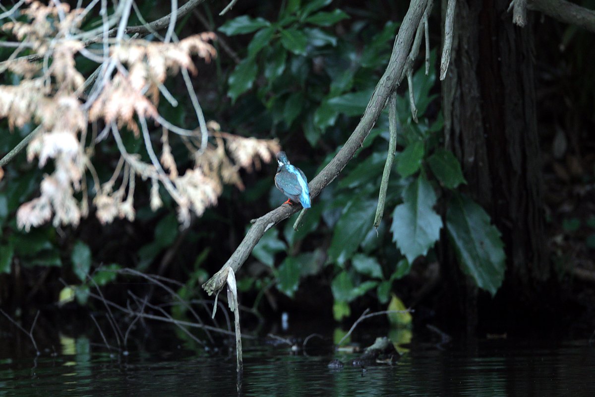 ��̕���