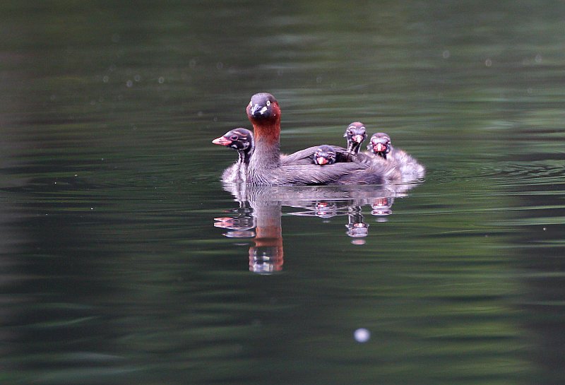 ��̕���