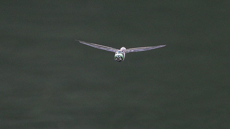 ��̕���