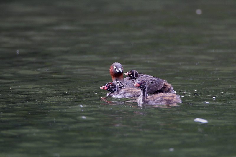 ��̕���