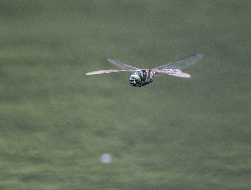 ��̕���