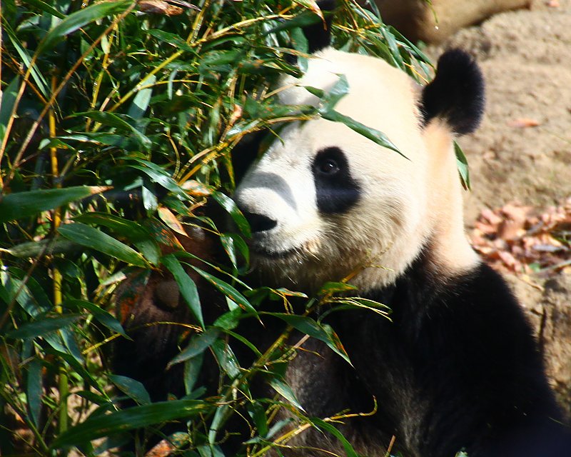 ��̕���