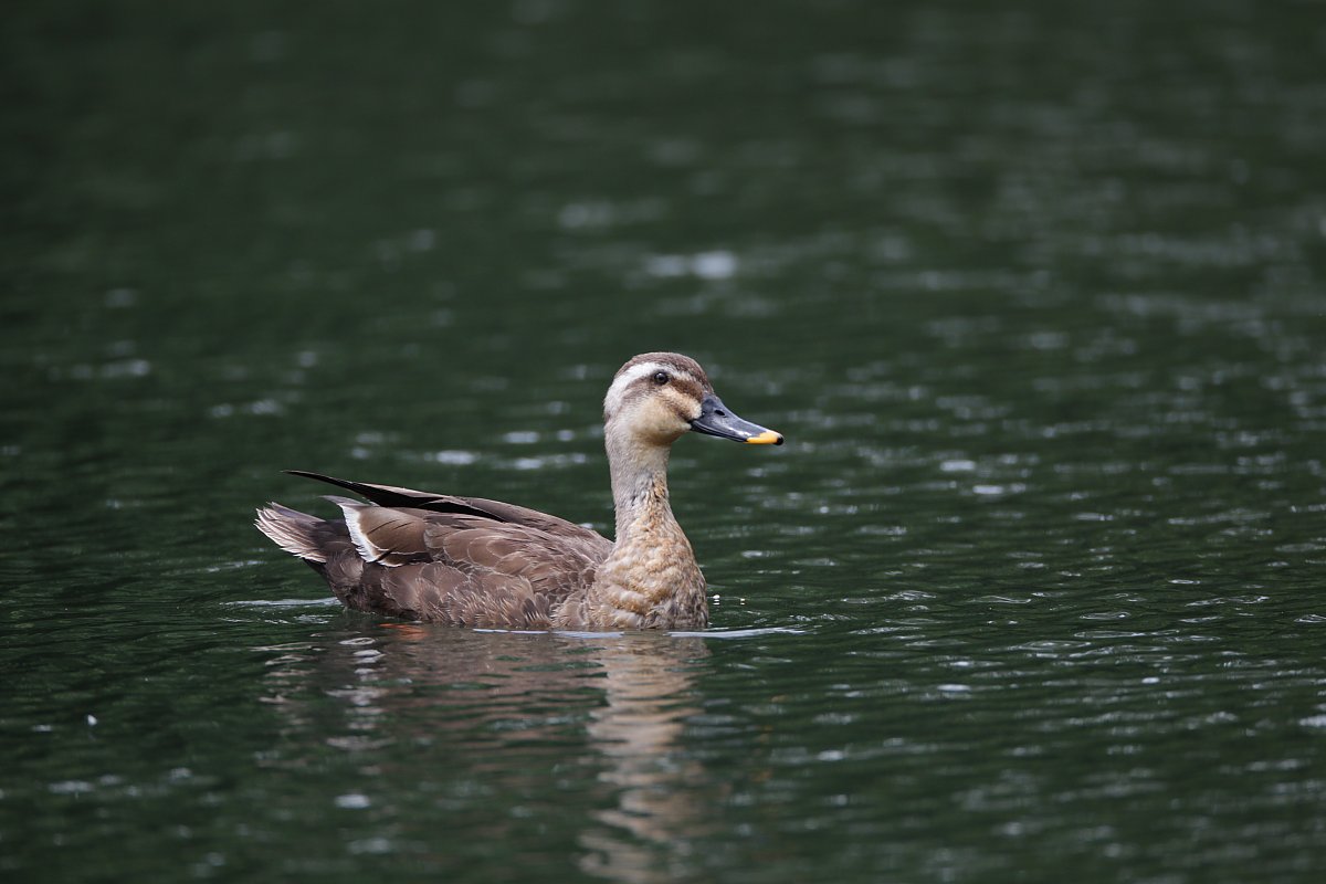 ��̕���