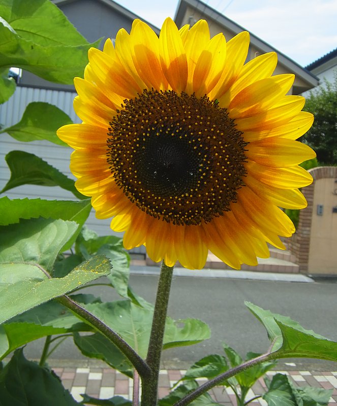 ��̕���