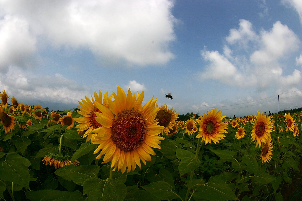 ��̕���