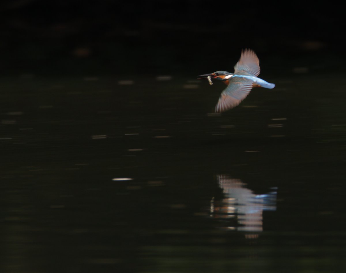 ��̕���