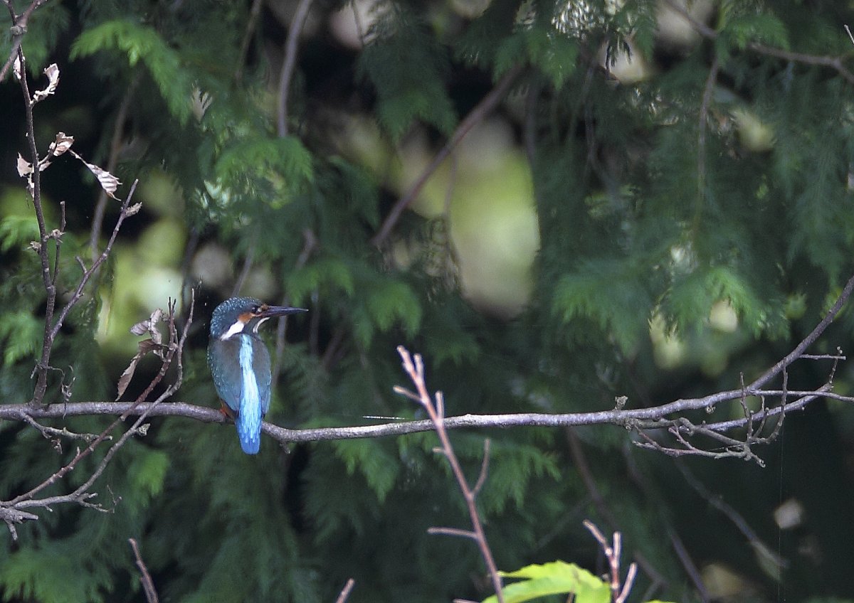 ��̕���