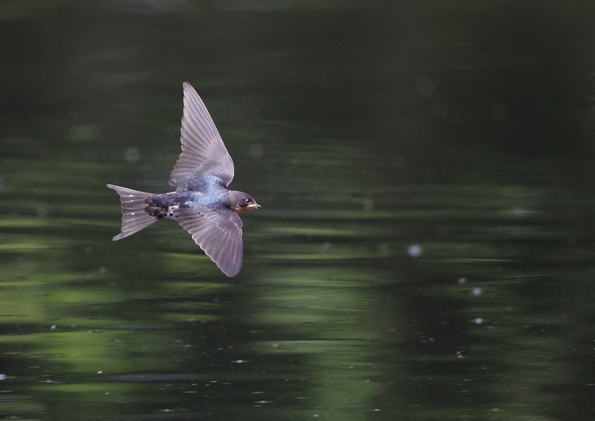 ��̕���