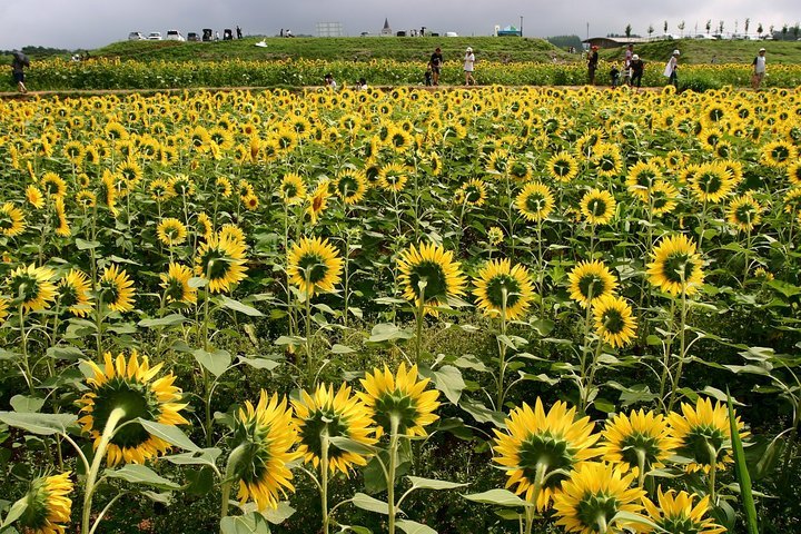 ��̕���