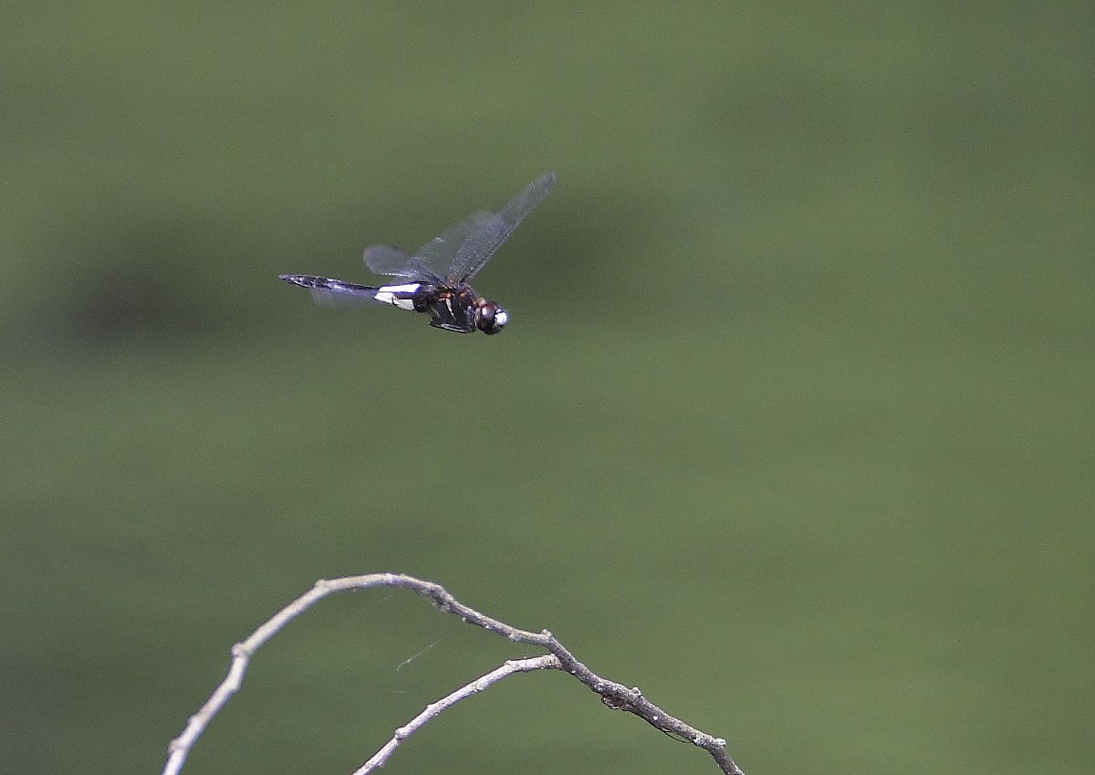 ��̕���