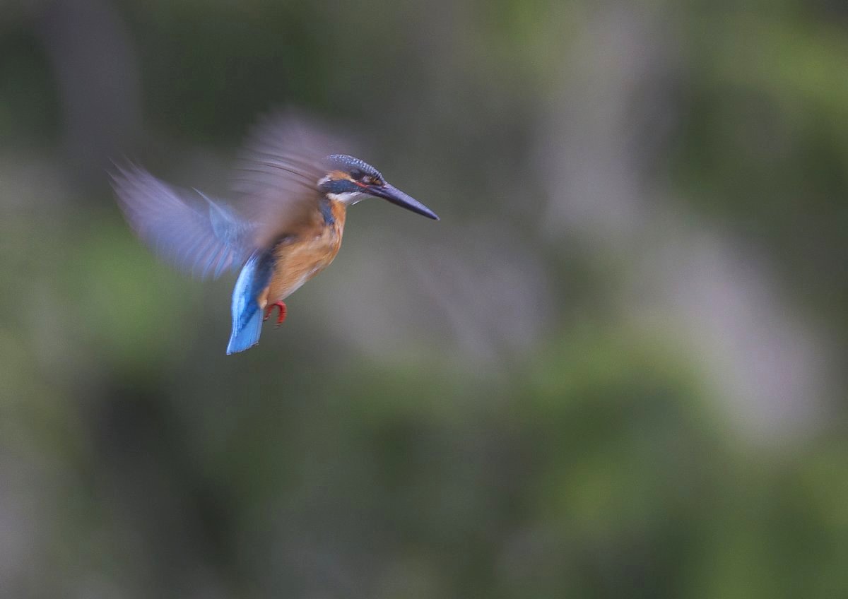 ��̕���