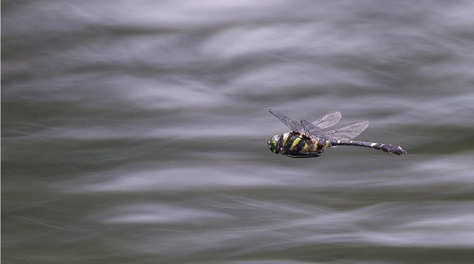 ��̕���