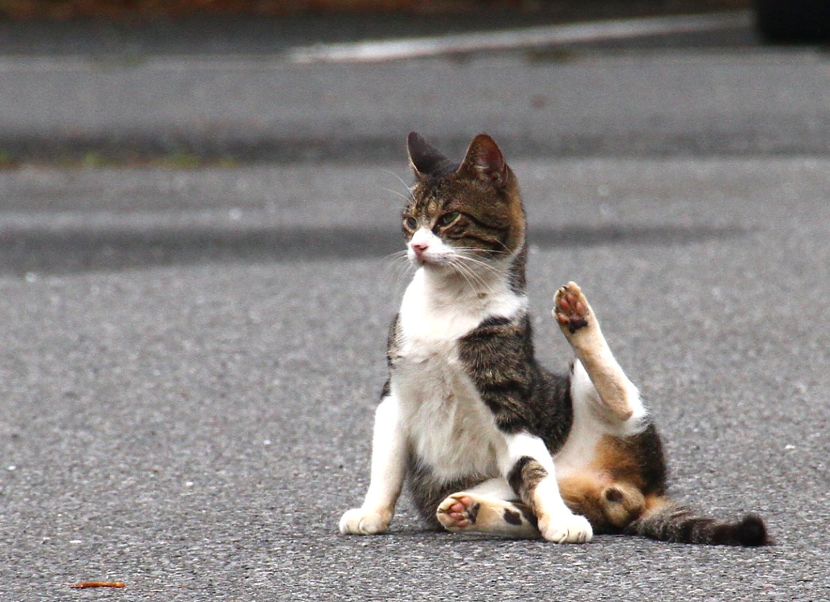 ��̕���