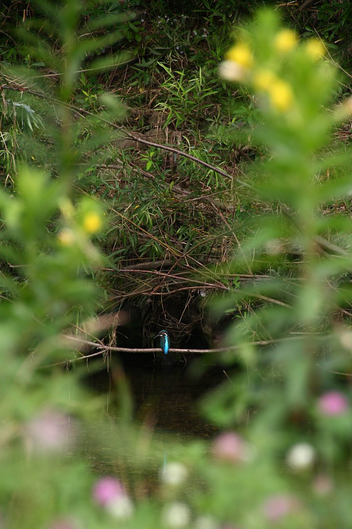 ��̕���