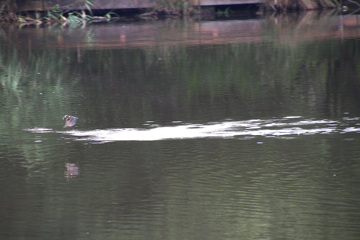 ��̕���