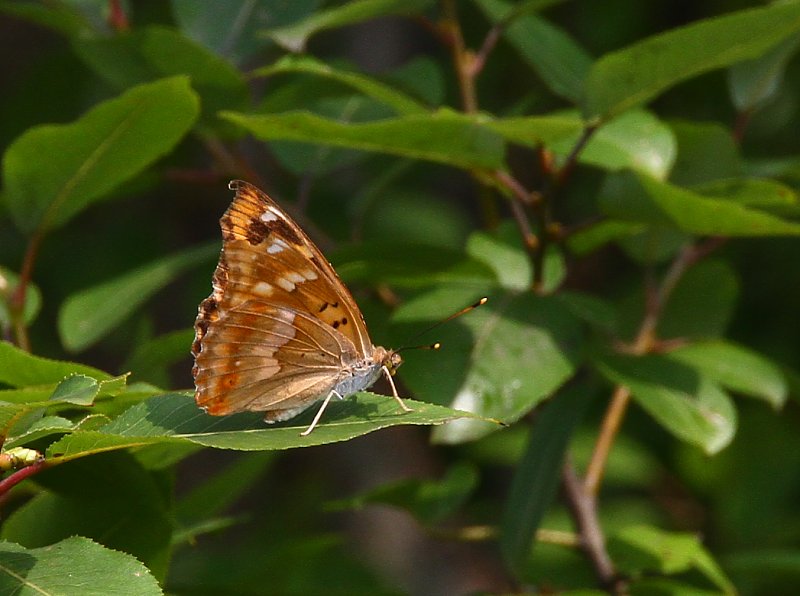 ��̕���