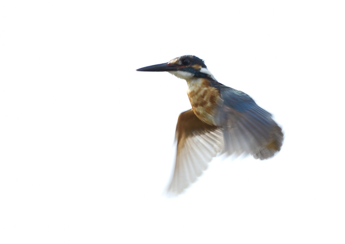 ��̕���