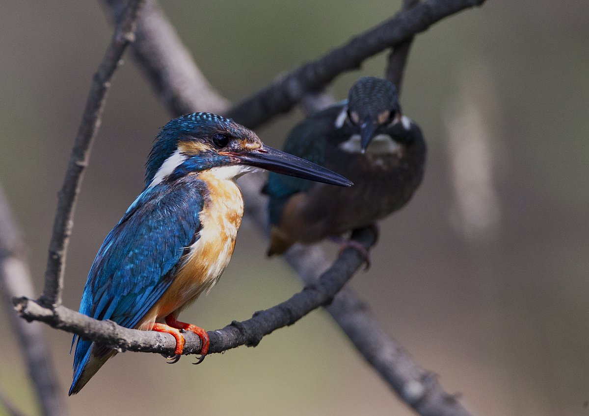 ��̕���