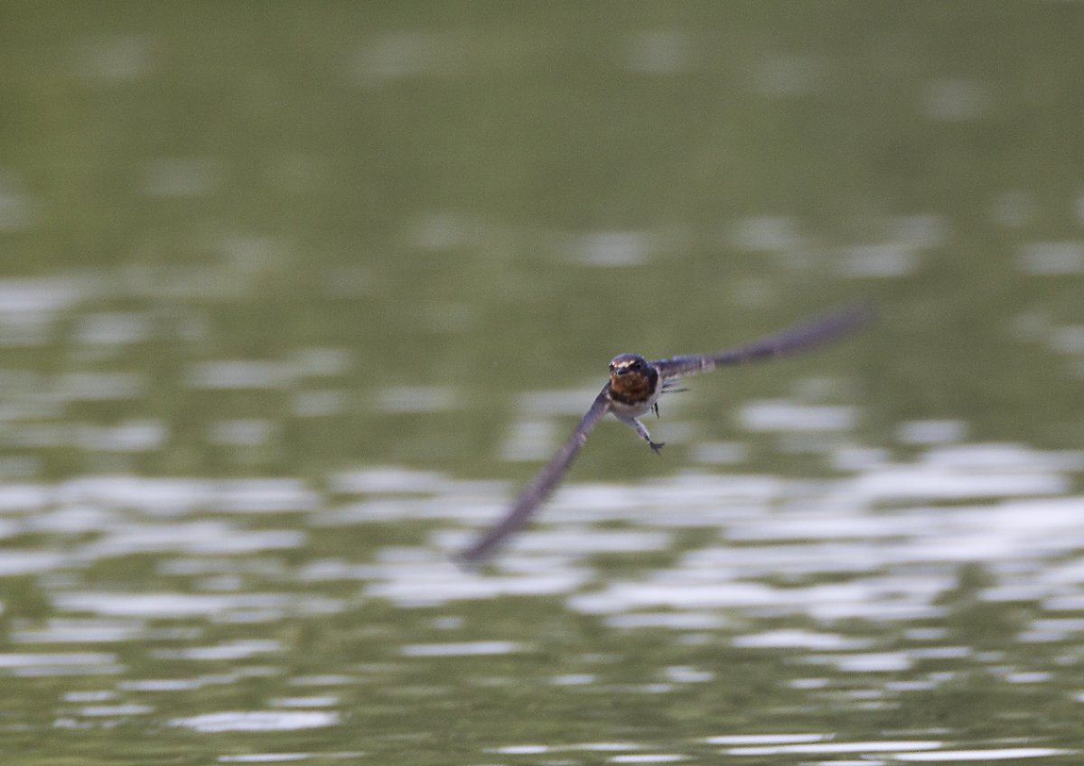 ��̕���