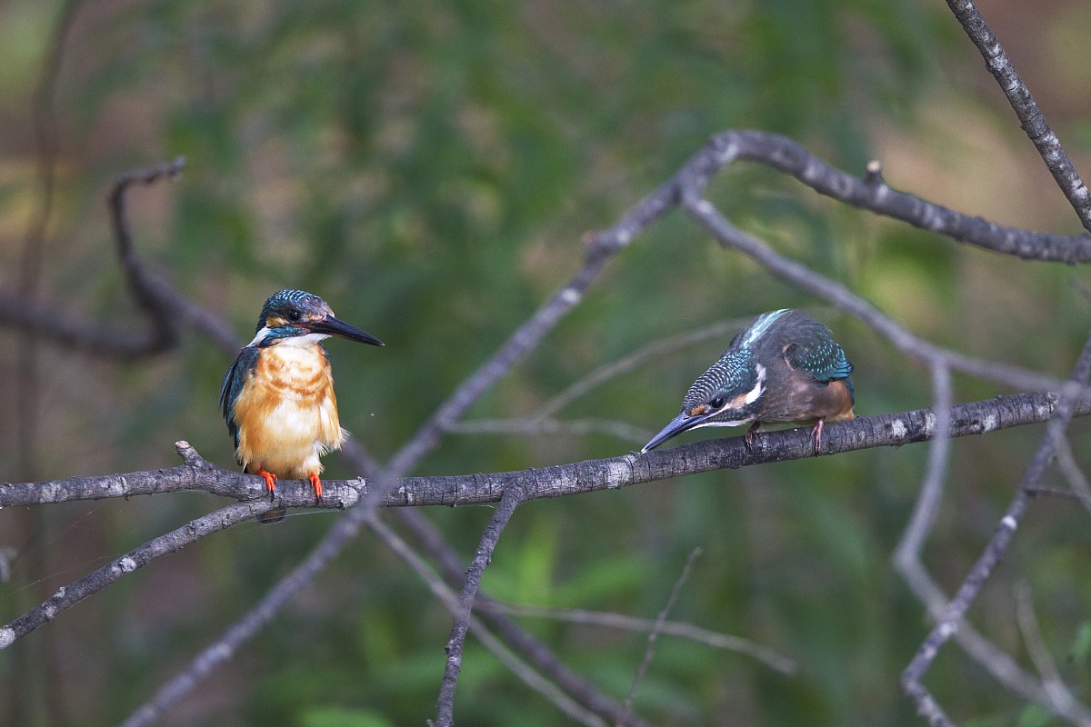 ��̕���