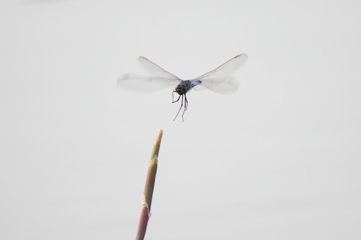 ��̕���