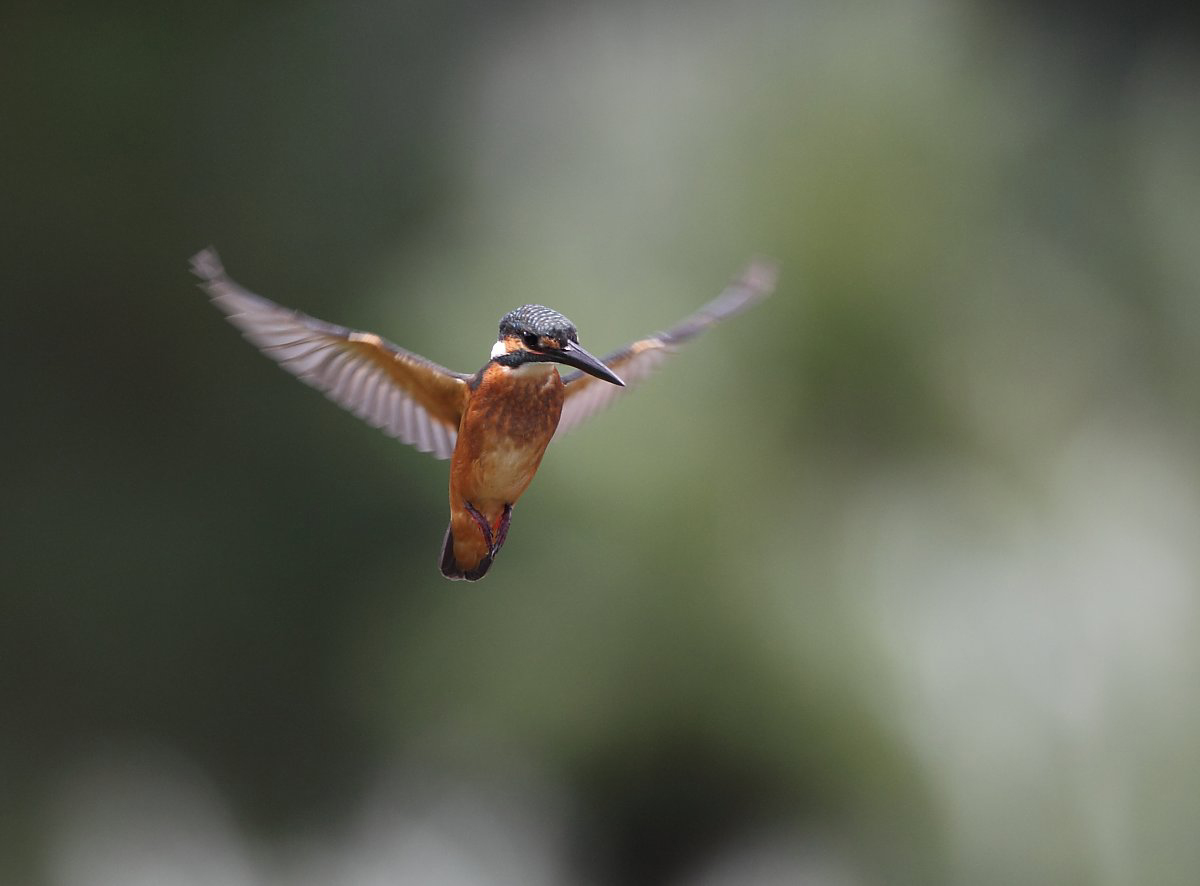 ��̕���