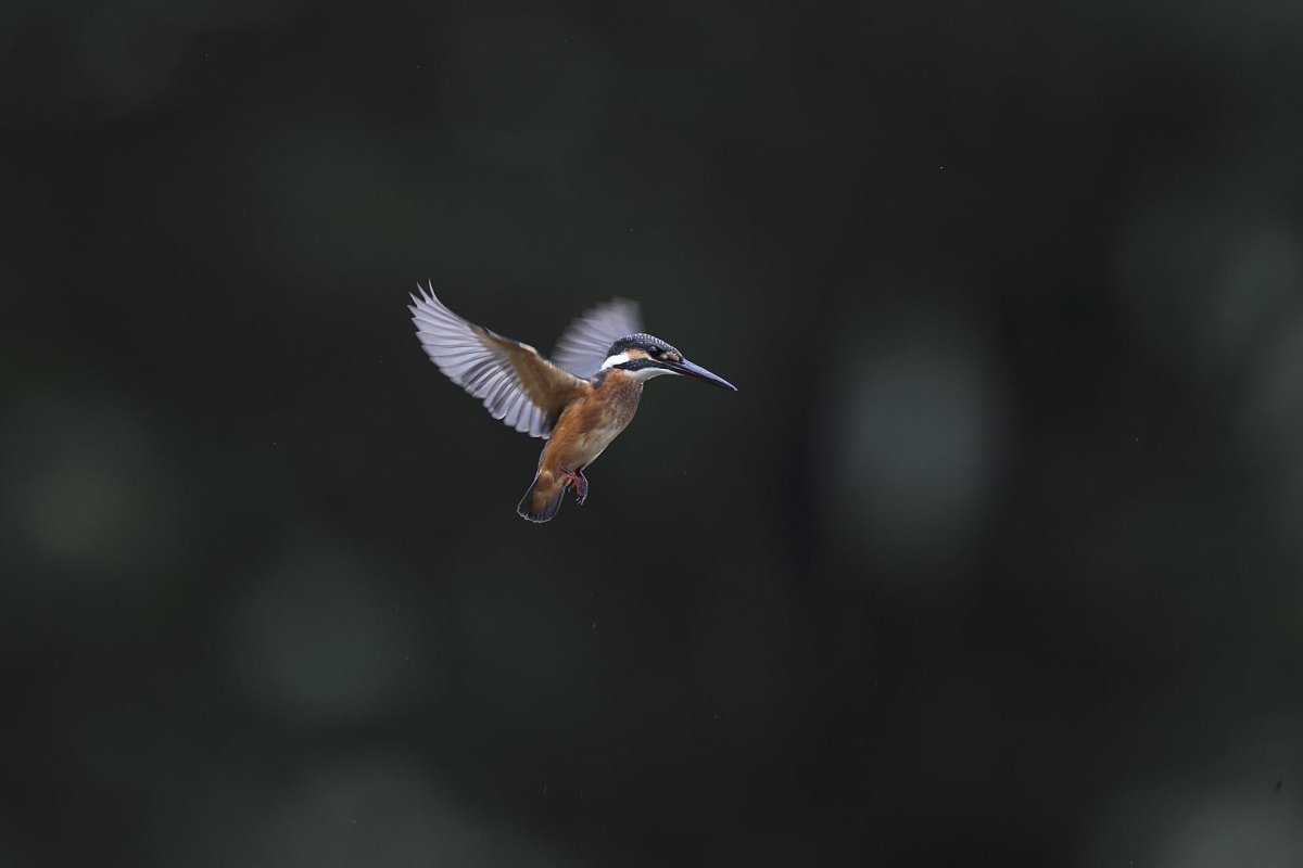 ��̕���