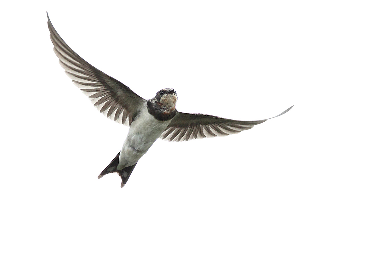 ��̕���