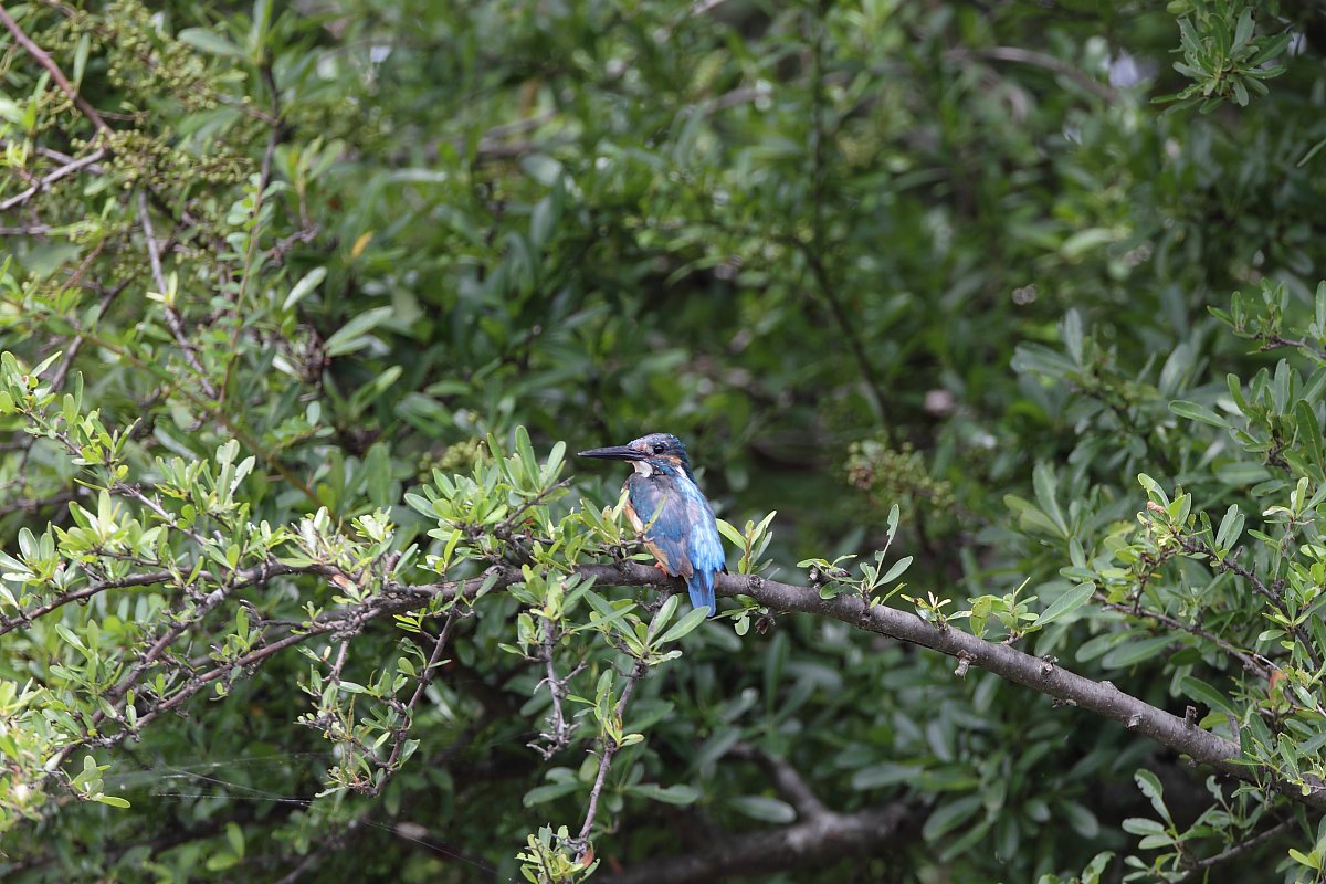 ��̕���