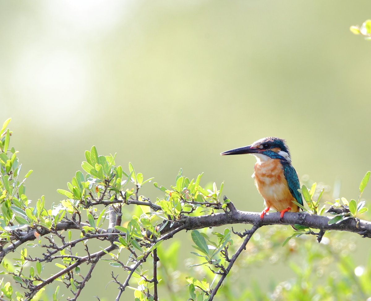 ��̕���