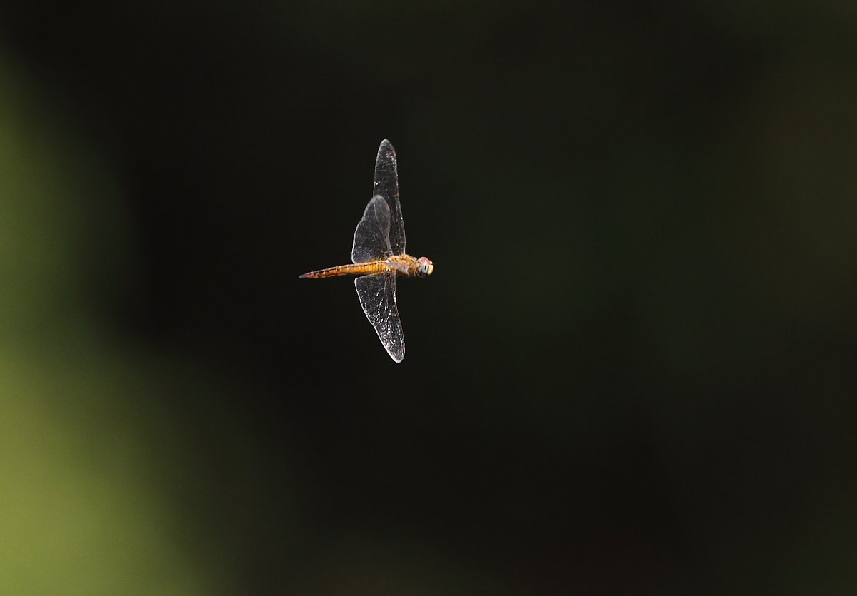 ��̕���