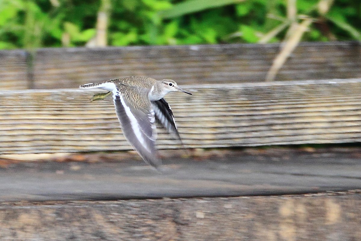 ��̕���