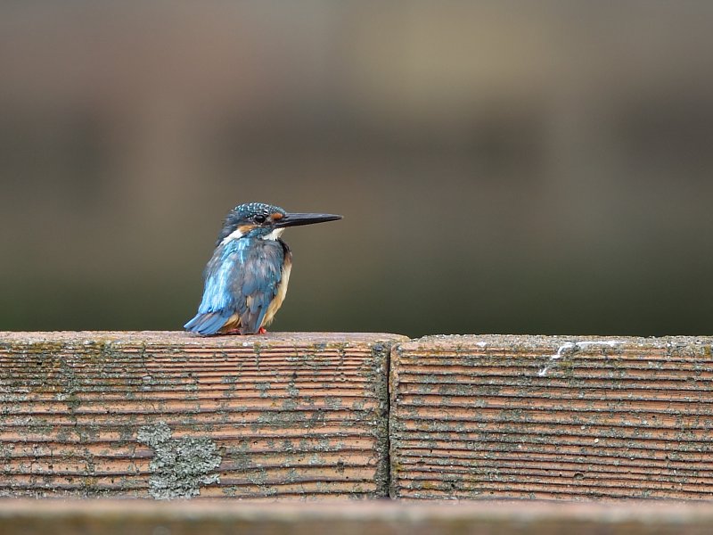 ��̕���