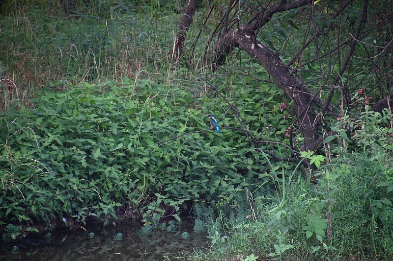 ��̕���