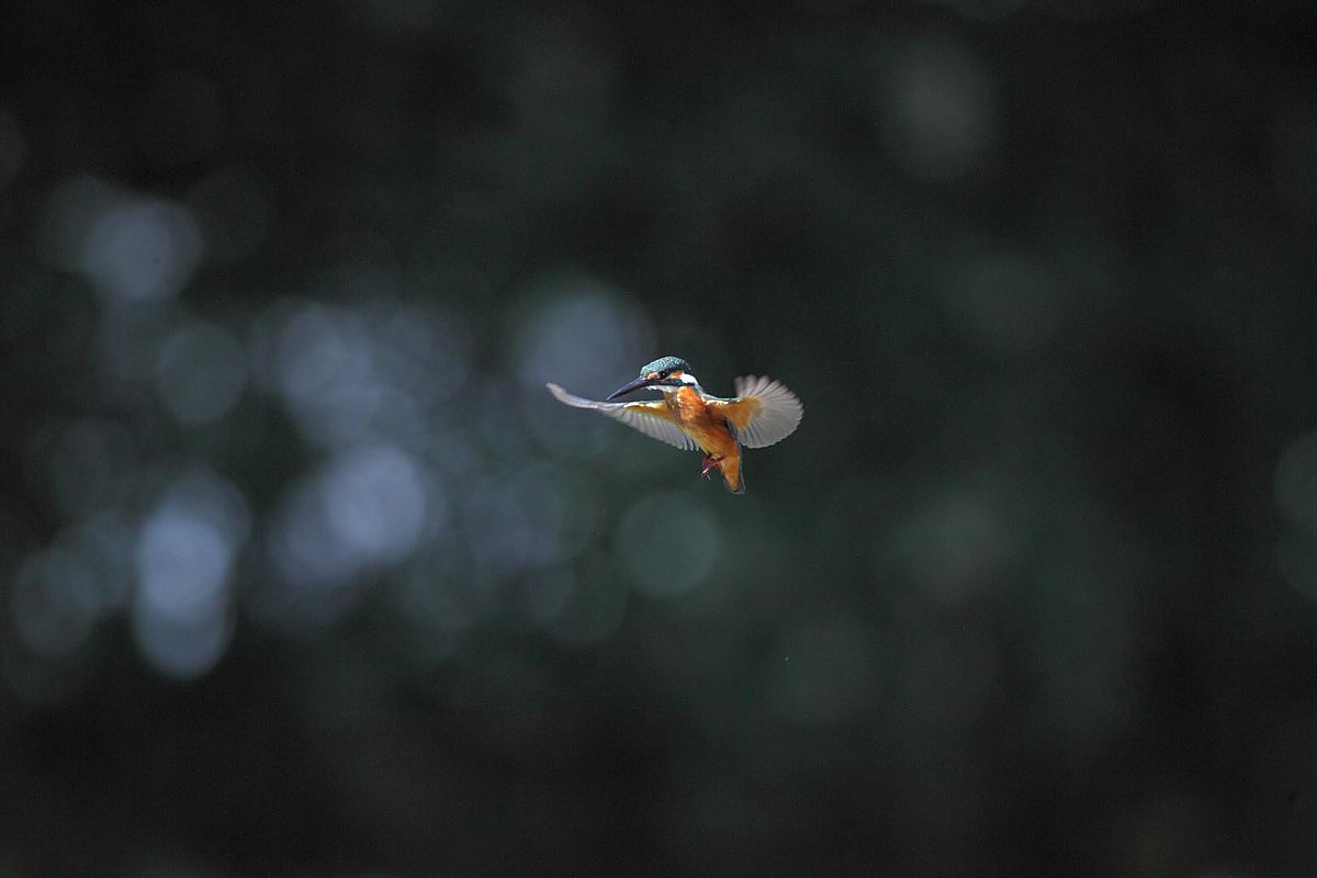 ��̕���