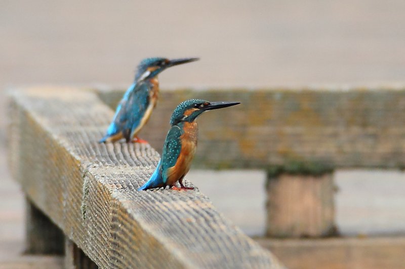 ��̕���