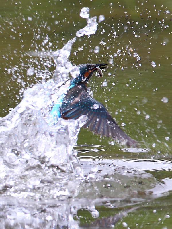 ��̕���