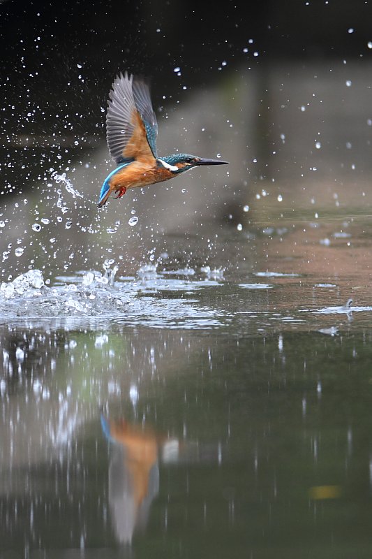 ��̕���