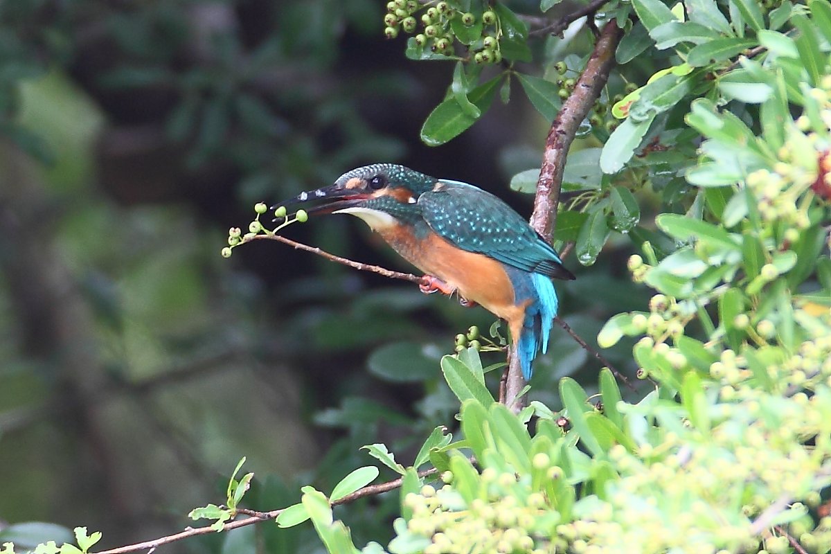 ��̕���