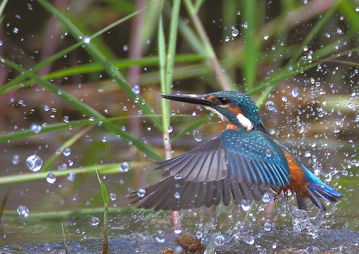 ��̕���