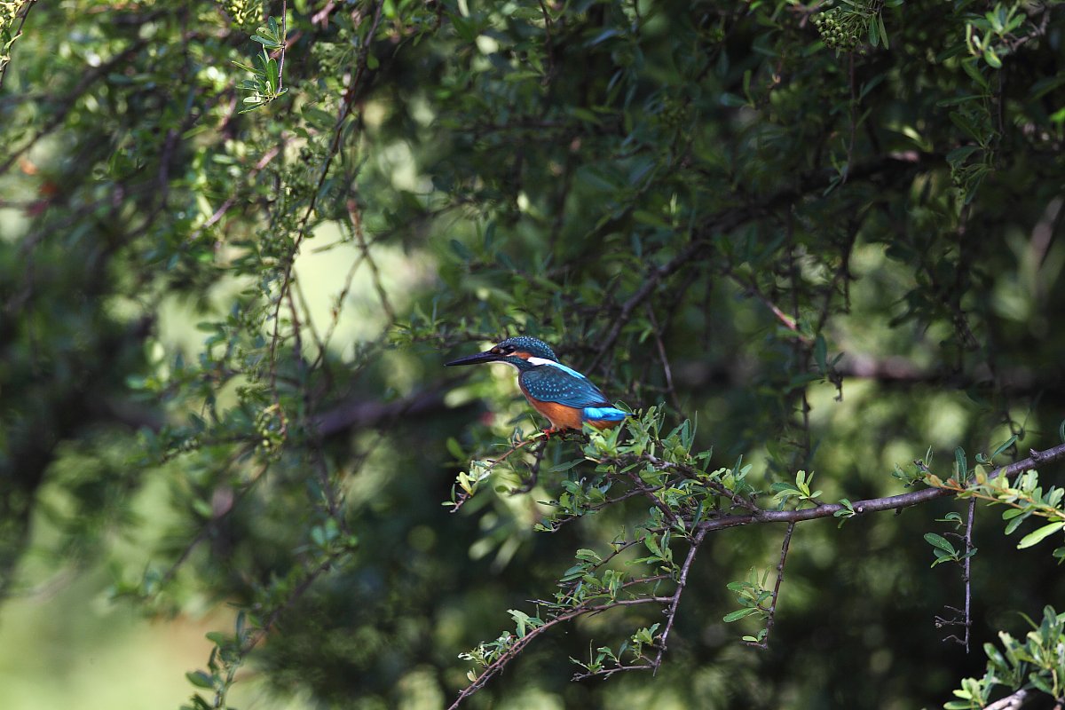 ��̕���