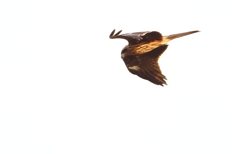 ��̕���