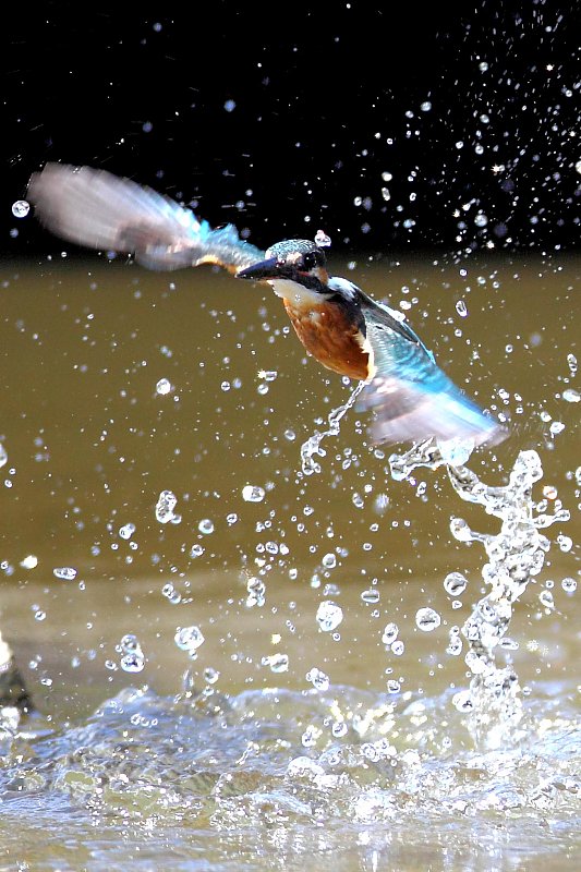 ��̕���