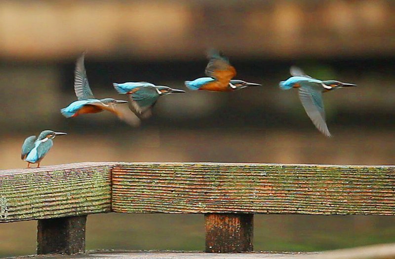 ��̕���