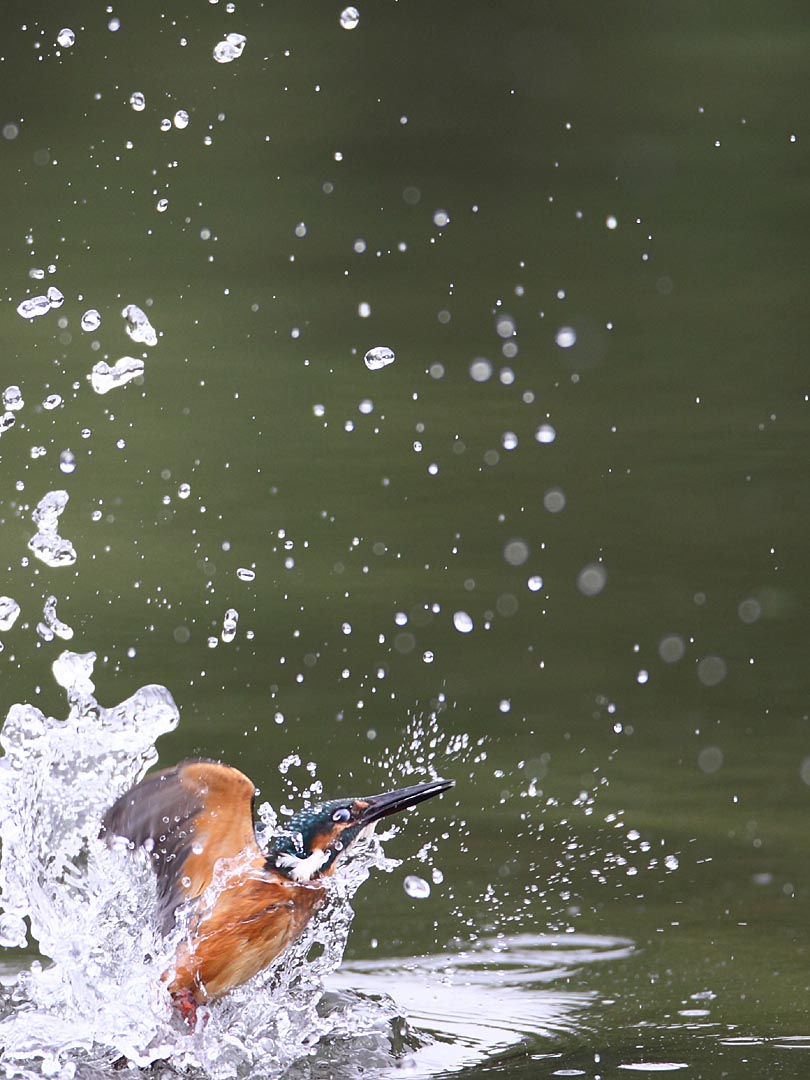 ��̕���