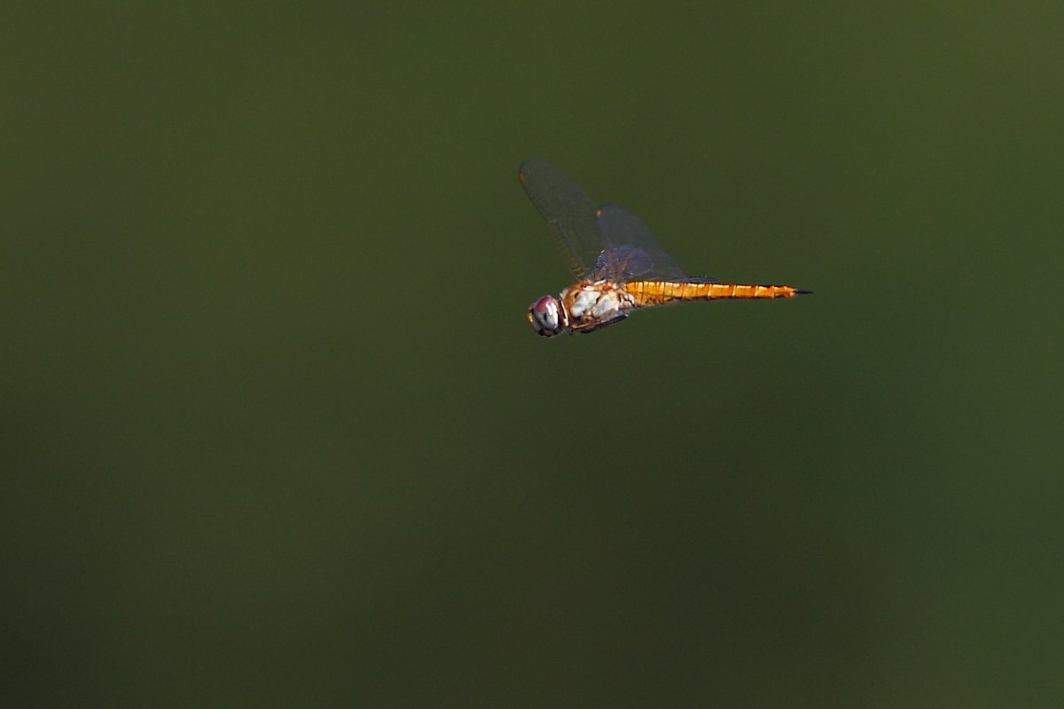 ��̕���