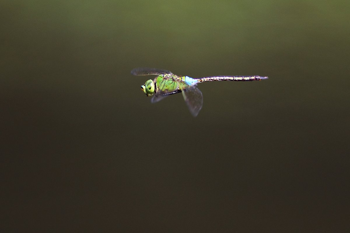 ��̕���