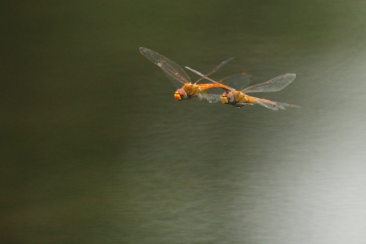 ��̕���